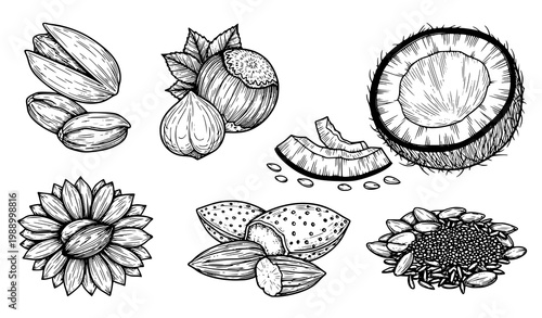 A black and white vector illustration of various coconut and sunflower elements