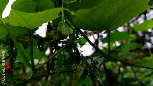 Quadro su tela Close up photo of young labu siam or chayote pumpkin hanging from a stalk