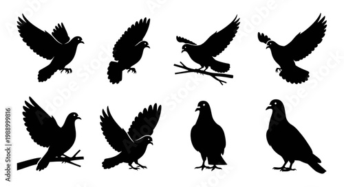 Vector set of elegant black bird silhouettes featuring doves and pigeons in various dynamic poses flying, perching, and standing for design projects