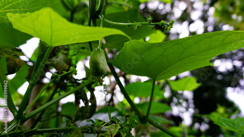Quadro su tela Close up photo of young labu siam or chayote pumpkin hanging from a stalk