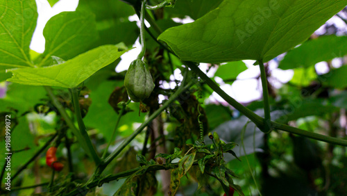 Tablou pe pânză Close up photo of young labu siam or chayote pumpkin hanging from a stalk