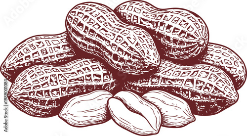 Hand-Drawn Peanuts with Shell and Kernel Detailed Engraved Illustration