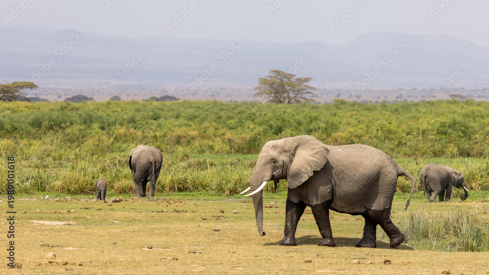 Fototapeta premium Male African Elephant Bull in Amboseli National Park in Kenya Africa KEN