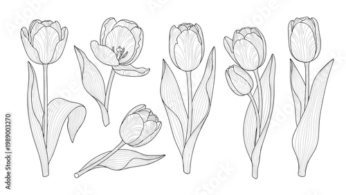 Collection of detailed black and white line art sketches showing tulips in various stages of bloom with leaves on a white background.