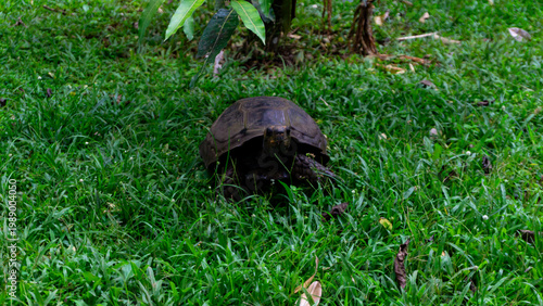 A land turtle walks on green grass across from a mango tree in an Indonesian tourist park.