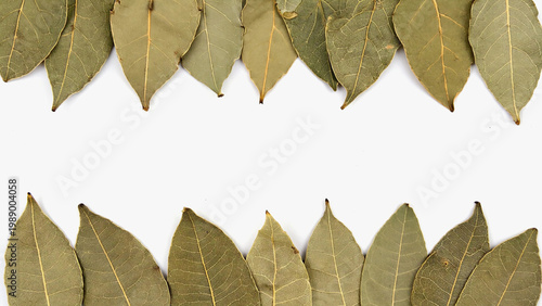 dry leaves frame on white background.ai 