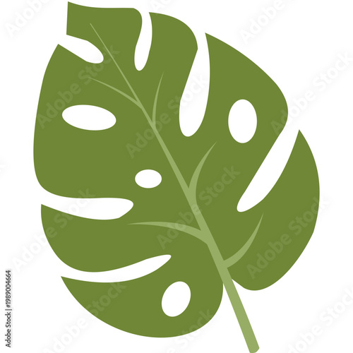 Monstera deliciosa leaf vector illustration