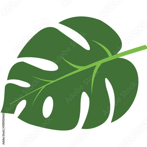 Monstera deliciosa leaf vector illustration