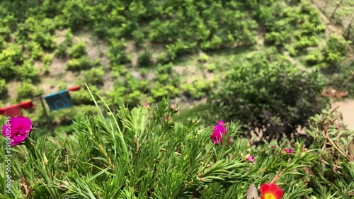 High Angle View of Pink Portulaca Flowers Blooming Over a Lush Green Garden