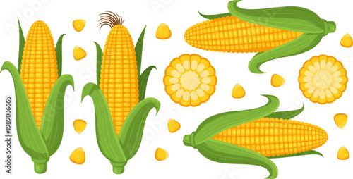 Set of Corn on the Cob Illustrations with Fresh Kernels, Cut Views, and Green Leaves for Food, Agriculture, and Harvest Projects
