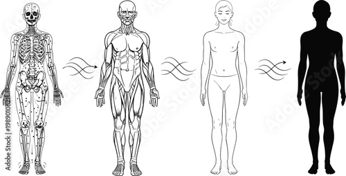 Human anatomy layers showing skeleton muscle.