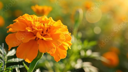 Vibrant orange marigold bloom with ruffled petals in soft natural garden blur background