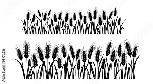 Wheat field illustration with black and white detailed stalks and leaves featuring agriculture, farm, crop with harvest and nature elements for