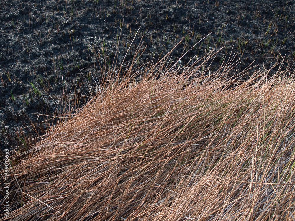 Fototapeta premium The grasslands were burned by fire during the summer.