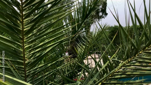 Hidden Bird Nest Tucked Inside Lush Green Palm Fronds in Tropical Sunlight