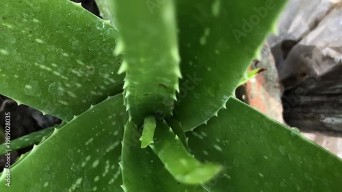 Close-Up of Vibrant Green Aloe Vera Plant with Sharp Spines and Natural Texture