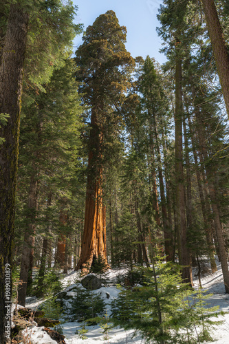 winter in Sequoia national park with gigantic trees on a sunny day