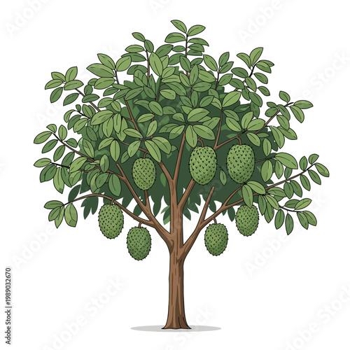 Custard Apple Tree with Fruit