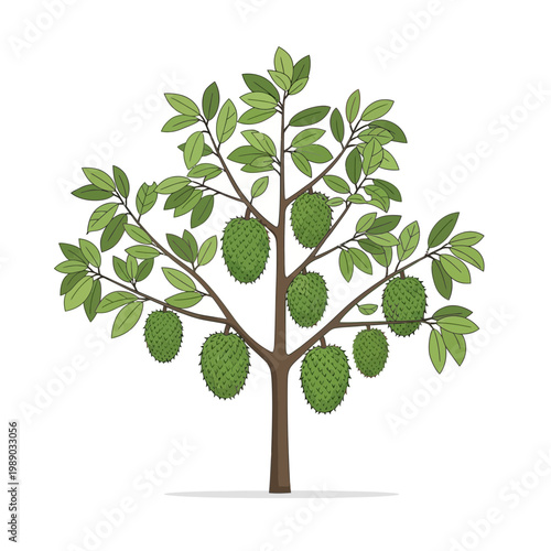 Durian Tree with Ripe Fruits Hanging on Branches, Tropical Fruit Illustration