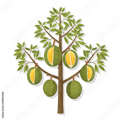 Durian Tree with Ripe Fruits Hanging, Tropical Exotic Fruit
