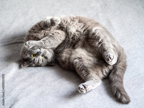 Adorable fluffy gray domestic cat lying on its back in a playful and relaxed pose on a soft light gray fabric background. Cozy indoor pet lifestyle image with copy space 