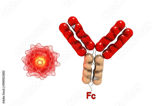 3d illustration of an antibody molecule interacting with a virus particle, isolated on transparent background