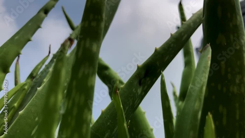 Low-Angle Shot of Spiky Aloe Vera Leaves Stretching Towards a Bright Overcast Sky