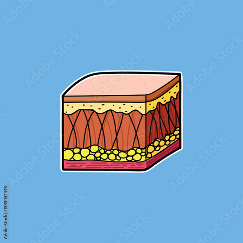 Skin Anatomy Cross Section Illustration Showing Layers of Skin, Fat and Muscle