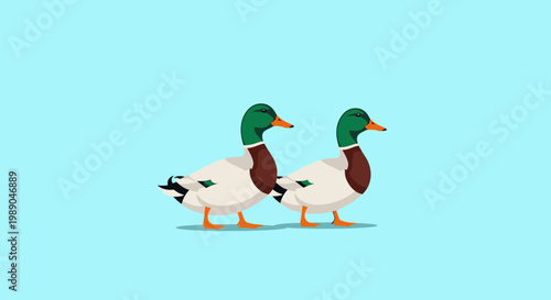 Three ducks walking in a line.