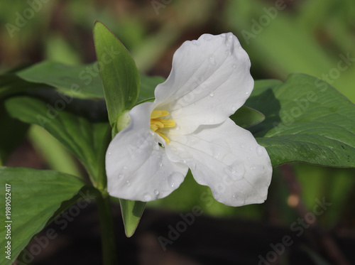 Close-up of the Large White Trillium (Trillium grandiflorum) with its three large, showy white petals and bright yellow pollen-covered anthers. 
