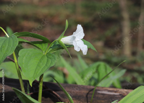 Side view of the pretty white flower of a Large White Trillium (Trillium grandiflorum) in bloom.  These woodland plants are the state wildflower of Ohio. 
