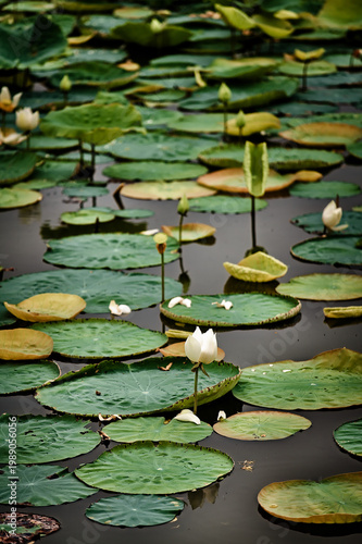 A peaceful pond covered with floating lotus flowers