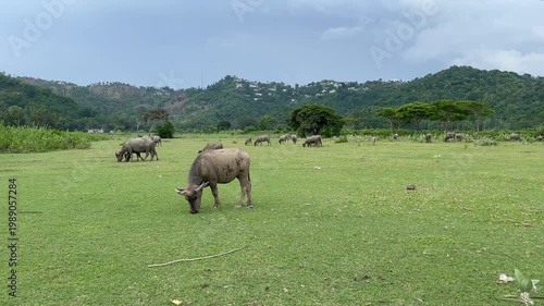 Lombok cow in the field countryside

