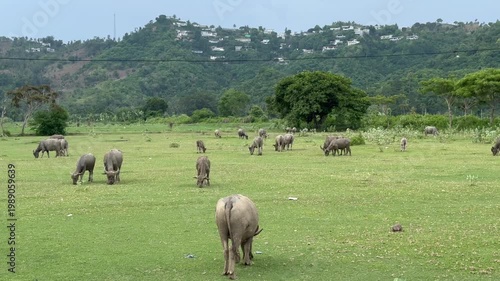 Lombok cow in the field countryside
