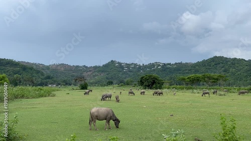 Lombok cow in the field countryside
