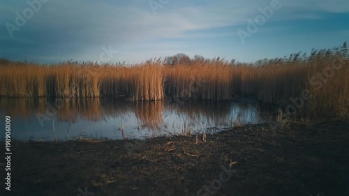 serene lake landscape with tall brown reeds at sunset