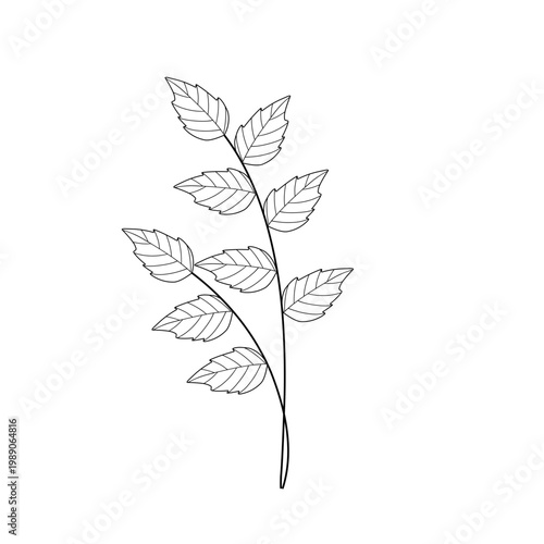 Mint leaf line art. Herbal mint leaf vector. Mint leaf illustration. Hand-drawn mint leaf 