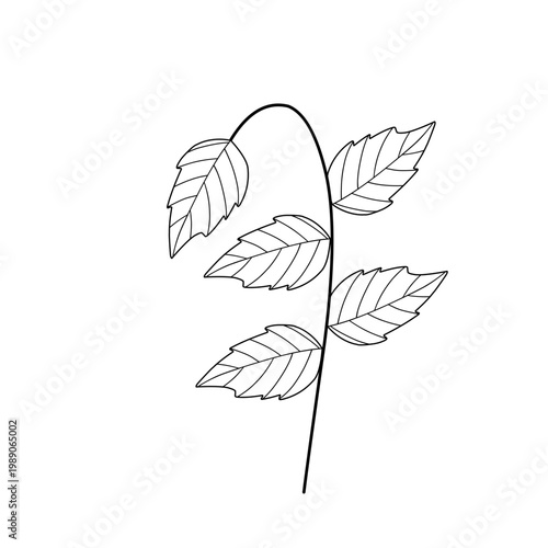 Mint leaf line art. Herbal mint leaf vector. Mint leaf illustration. Hand-drawn mint leaf 