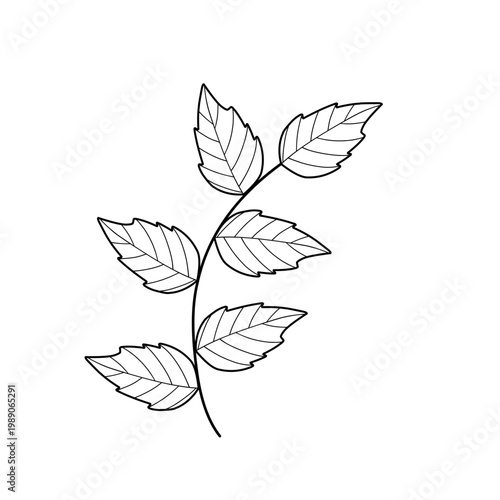 Mint leaf line art. Herbal mint leaf vector. Mint leaf illustration. Hand-drawn mint leaf 