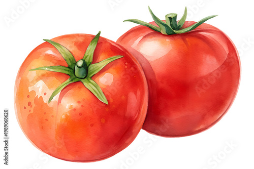 Two ripe, juicy red tomatoes, perfect for cooking and healthy eating, captured in a detailed, vibrant illustration