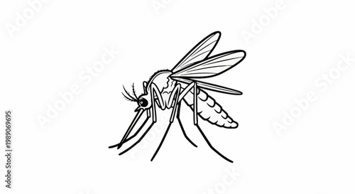 A black and white line drawing of a mosquito with detailed wings and legs