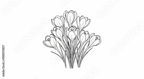 A black and white line drawing of a cluster of blooming crocus flowers on a white background