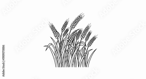 A black and white line drawing of a cluster of wheat stalks and leaves