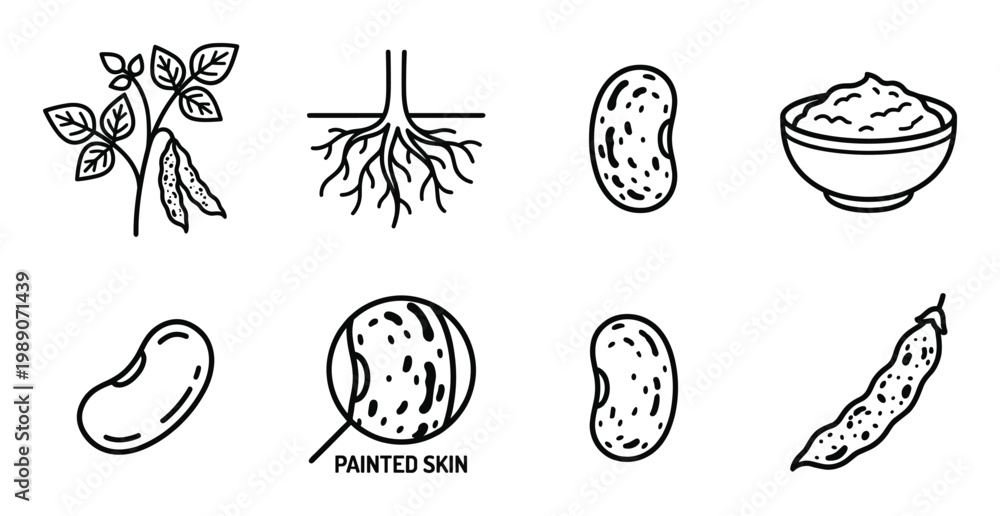 Fototapeta premium Set of flat line icons depicting bean plant, roots, beans, and cooked dhal with details.