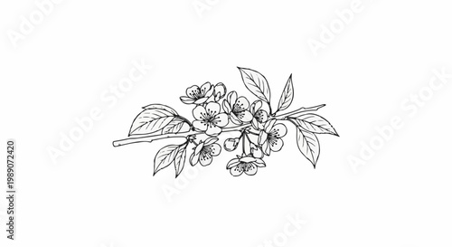 A delicate line drawing of a flowering cherry blossom branch on a white background