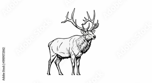 A detailed black and white drawing of a majestic elk with large antlers