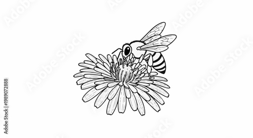 A detailed black and white illustration of a bee collecting nectar from a flower