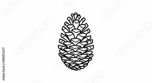 A detailed black and white line drawing of a single pine cone