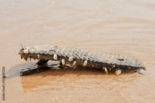 Photos An old rubber flip flop covered with living gooseneck barnacles washed ashore on a sandy beach