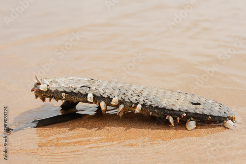 Photos An old rubber flip flop covered with living gooseneck barnacles washed ashore on a sandy beach